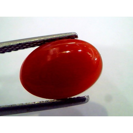 3.26 Ct Top Grade Premium Untreated Natural Japan Red Coral Gemstone
