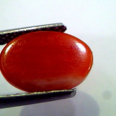 3.26 Ct Top Grade Premium Untreated Natural Japan Red Coral Gemstone