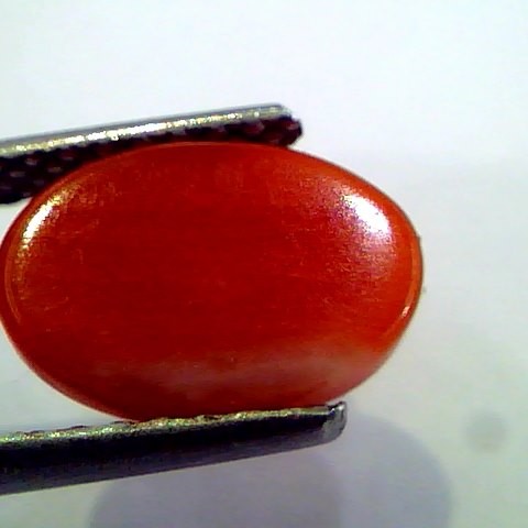 3.26 Ct Top Grade Premium Untreated Natural Japan Red Coral Gemstone