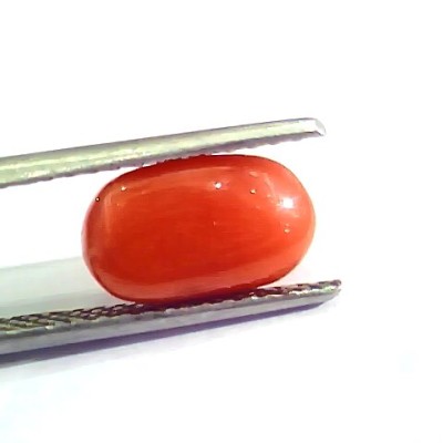 3.21 Ct 5.25 Ratti Natural Italian Red Coral Moonga Gemstone AA++