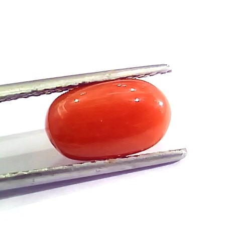 3.21 Ct 5.25 Ratti Natural Italian Red Coral Moonga Gemstone AA++