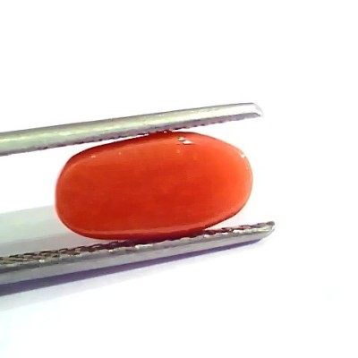 3.28 Ct 5.5 Ratti Natural Italian Red Coral Moonga Gemstone AA++