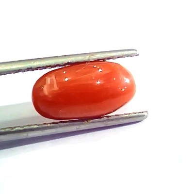 3.28 Ct 5.5 Ratti Natural Italian Red Coral Moonga Gemstone AA++