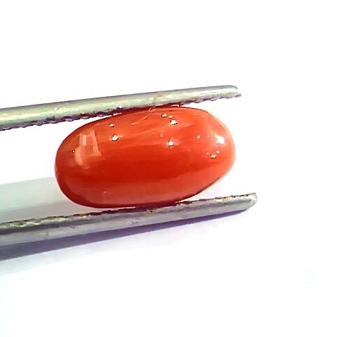 3.28 Ct 5.5 Ratti Natural Italian Red Coral Moonga Gemstone AA++