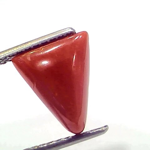 3.39 Ct 3.72 Ratti Natural Italian Triangle Red Coral Moonga Gemstone