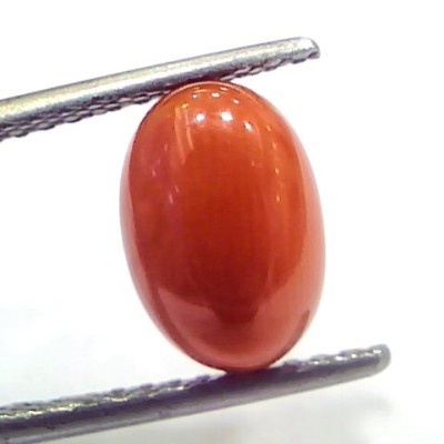 3.33 Ct 5.5 Ratti Natural Untreated Italian Red Coral Moonga Gems