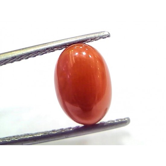 3.33 Ct 5.5 Ratti Natural Untreated Italian Red Coral Moonga Gems