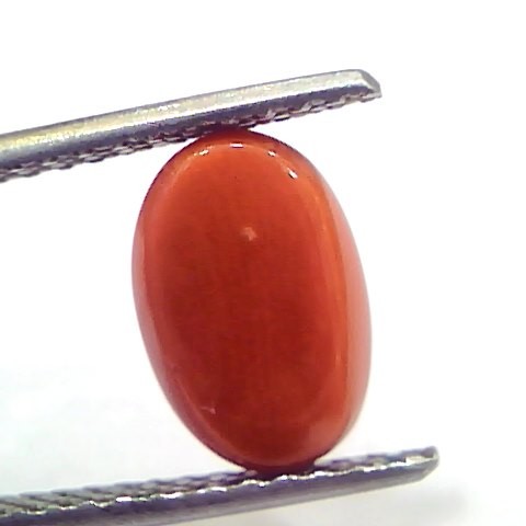 3.33 Ct 5.5 Ratti Natural Untreated Italian Red Coral Moonga Gems