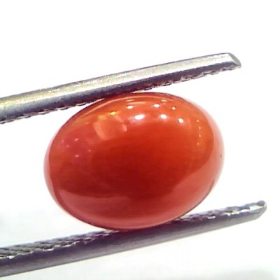 3.34 Ct 5.5 Ratti Natural Untreated Italian Red Coral Moonga Gems