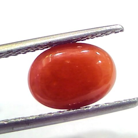 3.34 Ct 5.5 Ratti Natural Untreated Italian Red Coral Moonga Gems