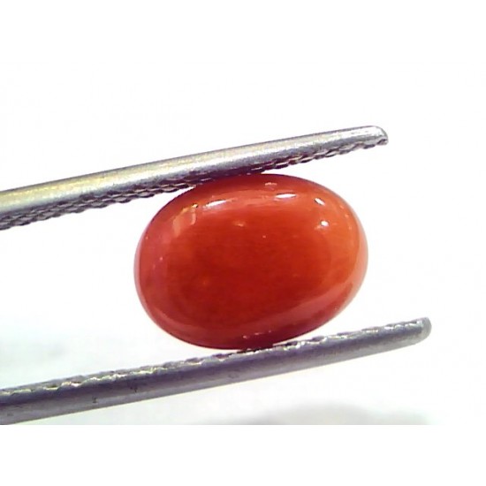 3.34 Ct 5.5 Ratti Natural Untreated Italian Red Coral Moonga Gems