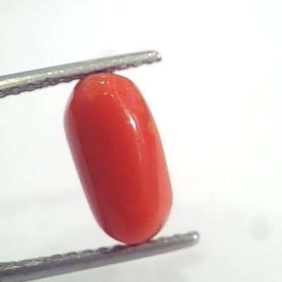 3.35 Ct 5.5 Ratti Natural Italian Red Coral Moonga Gemstone AAAA