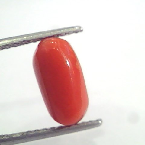 3.35 Ct 5.5 Ratti Natural Italian Red Coral Moonga Gemstone AAAA