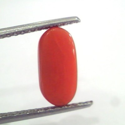 3.35 Ct 5.5 Ratti Natural Italian Red Coral Moonga Gemstone AAAA