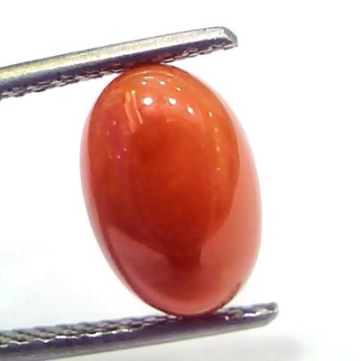 3.38 Ct 5.5 Ratti Natural Untreated Italian Red Coral Moonga Gems