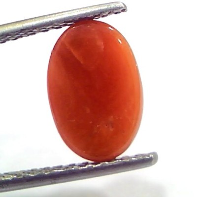 3.38 Ct 5.5 Ratti Natural Untreated Italian Red Coral Moonga Gems