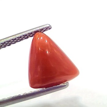 3.43 Ct 3.76 Ratti Natural Italian Triangle Red Coral Moonga Gemstone