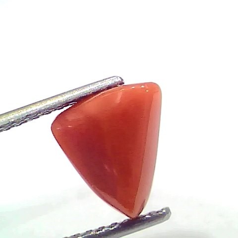 3.43 Ct 3.76 Ratti Natural Italian Triangle Red Coral Moonga Gemstone