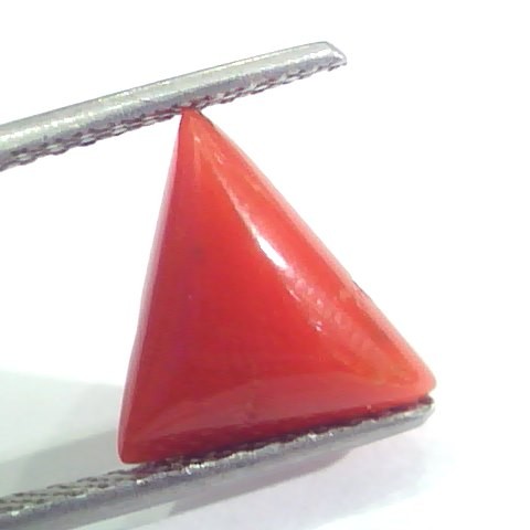 3.45 Ct 5.75 Ratti Natural Italian Triangle Red Coral Moonga Gemstone