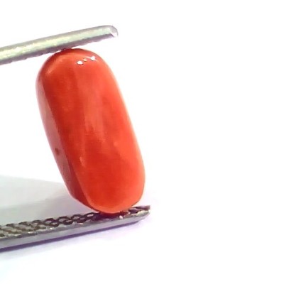 3.44 Ct 6 Ratti Natural Italian Red Coral Moonga Gemstone AA++