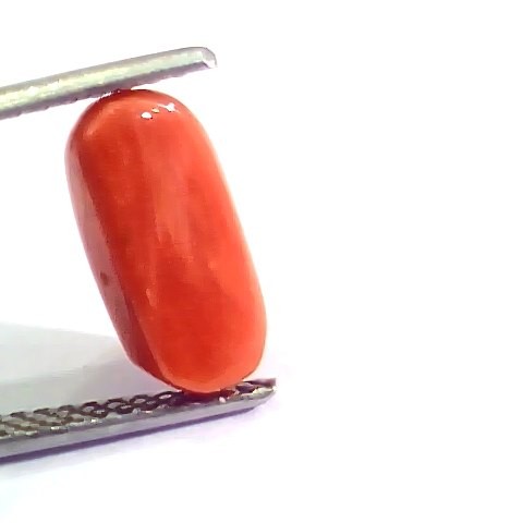 3.44 Ct 6 Ratti Natural Italian Red Coral Moonga Gemstone AA++