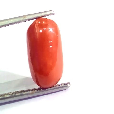 3.44 Ct 6 Ratti Natural Italian Red Coral Moonga Gemstone AA++
