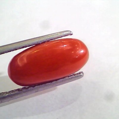 3.46 Ct 5.5 Ratti Natural Italian Red Coral Moonga Gemstone AAAA