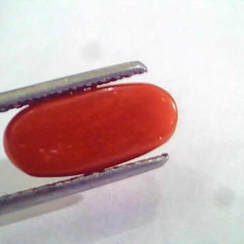3.46 Ct 5.5 Ratti Natural Italian Red Coral Moonga Gemstone AAAA