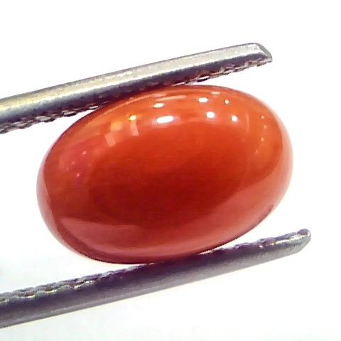 3.51 Ct 5.8 Ratti Natural Untreated Italian Red Coral Moonga Gems