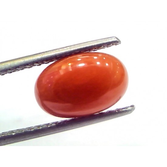 3.51 Ct 5.8 Ratti Natural Untreated Italian Red Coral Moonga Gems