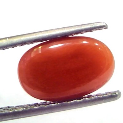 3.51 Ct 5.8 Ratti Natural Untreated Italian Red Coral Moonga Gems