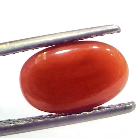 3.51 Ct 5.8 Ratti Natural Untreated Italian Red Coral Moonga Gems