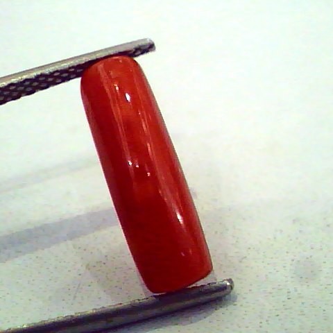 3.50 Carat Natural Italian Red Coral Moonga Gemstone