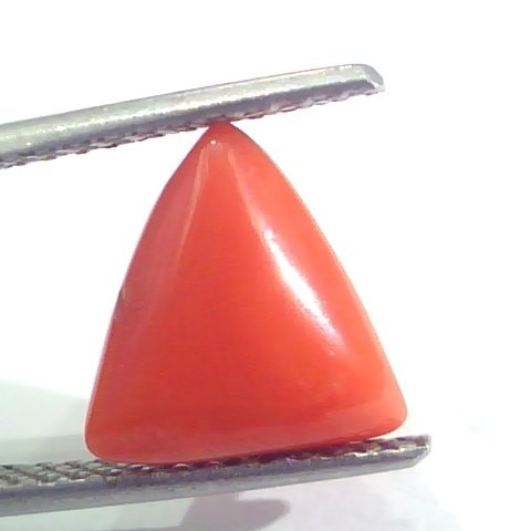 3.60 Ct 6 Ratti Natural Italian Triangle Red Coral Moonga Gemstone