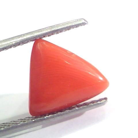 3.60 Ct 6 Ratti Natural Italian Triangle Red Coral Moonga Gemstone