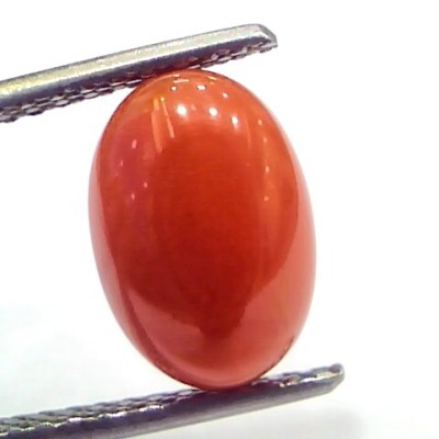 3.61 Ct 6 Ratti Natural Untreated Italian Red Coral Moonga Gems