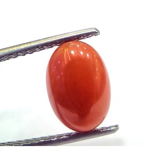 3.61 Ct 6 Ratti Natural Untreated Italian Red Coral Moonga Gems