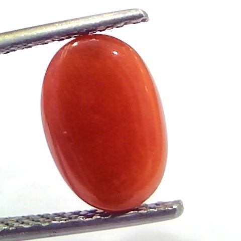 3.61 Ct 6 Ratti Natural Untreated Italian Red Coral Moonga Gems