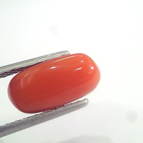 3.65 Ct 6 Ratti Natural Italian Red Coral Moonga Gemstone AAAA