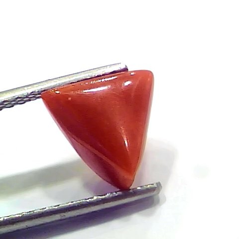3.65 Ct 6.08 Ratti Natural Italian Triangle Red Coral Moonga Gemstone