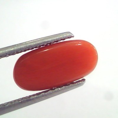 3.65 Ct 6 Ratti Natural Italian Red Coral Moonga Gemstone AAAA