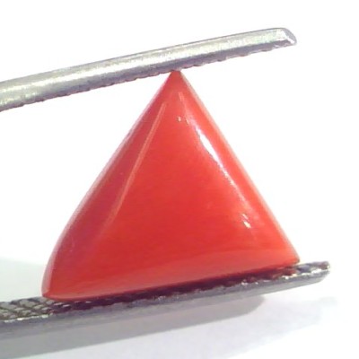 3.64 Ct 6 Ratti Natural Italian Triangle Red Coral Moonga Gemstone