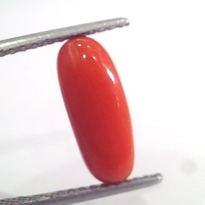 3.66 Ct 6 Ratti Natural Italian Red Coral Moonga Gemstone AAAA