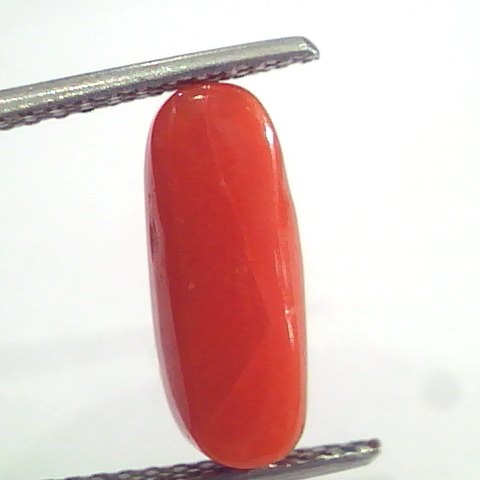 3.66 Ct 6 Ratti Natural Italian Red Coral Moonga Gemstone AAAA