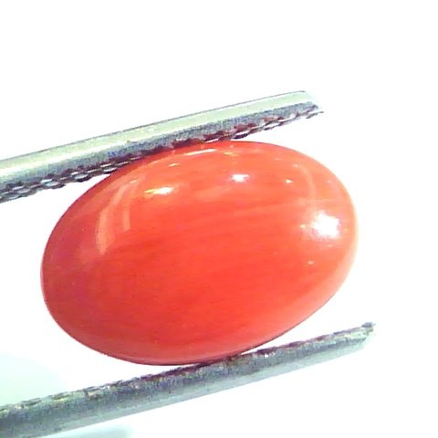 3.76 Ct Untreated Natural Premium Italian Red Coral AAAAA