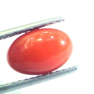 3.76 Ct Untreated Natural Premium Italian Red Coral AAAAA