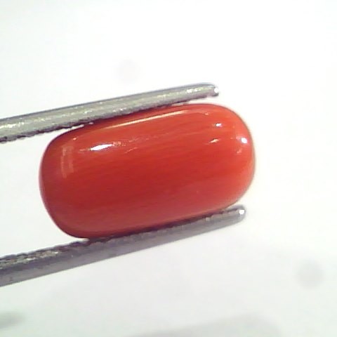 3.75 Ct 6.1 Ratti Natural Italian Red Coral Moonga Gemstone AAAA