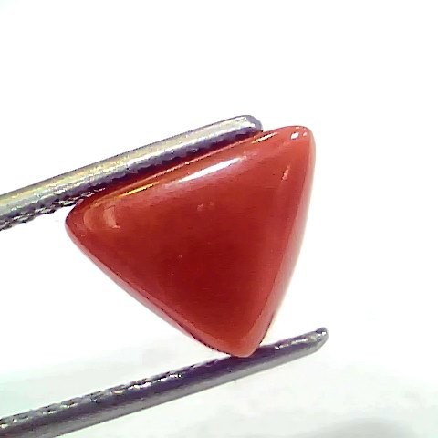 3.80 Ct 4.17 Ratti Natural Italian Triangle Red Coral Moonga Gemstone