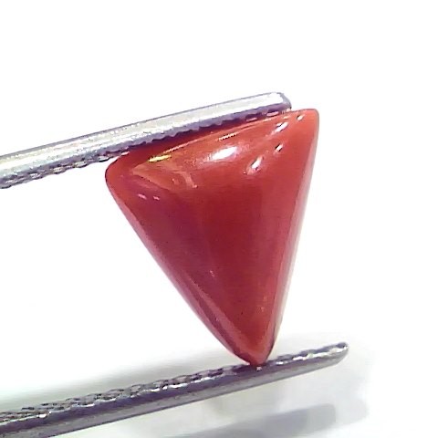 3.74 Ct 4.10 Ratti Natural Italian Triangle Red Coral Moonga Gemstone