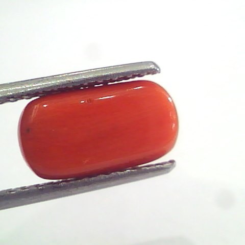 3.75 Ct 6.1 Ratti Natural Italian Red Coral Moonga Gemstone AAAA